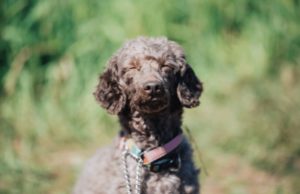 【Diver】大切なプロフィールの簡単な設定方法をご紹介！