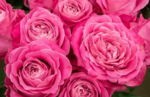 【プラグイン】EWWW Image Opptimizerで画像を最適化する設定方法！