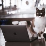 【Diver】投稿・固定ページでサイドバーを非表示設定する方法!