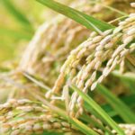 【龍の瞳】今まで食べた中で一番おいしかったブランド米はこれ!
