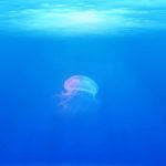【Diver】カテゴリーの記事一覧ページのカスタマイズ方法!